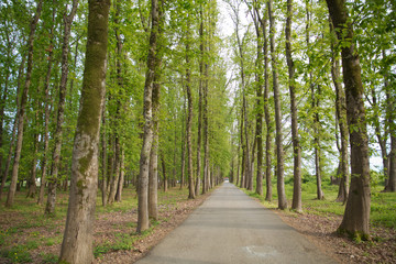 The machine path in the forest . country side space empty car road path way . empty lonely asphalt car road between trees in forest outdoor nature environment in fresh weather time with green colors