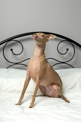 dog playing in bed