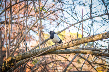 magpie on a tree
