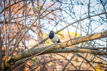 magpie on a tree
