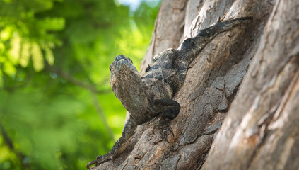 Large Black Iguana (Ctenosaura similis) sunning himself on a tree trunk. 