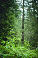 Fototapeta na wymiar Leafy forest