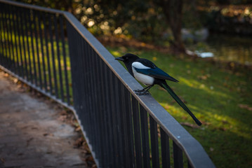 magpie on a tree
