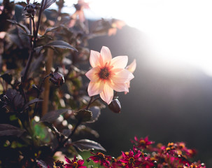 Pink flower at sunset