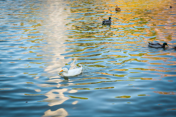 ducks on a pond on a park