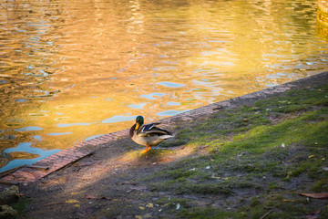 ducks on a pond on a park