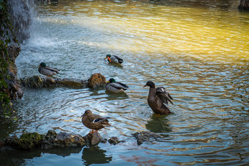 ducks on a pond on a park