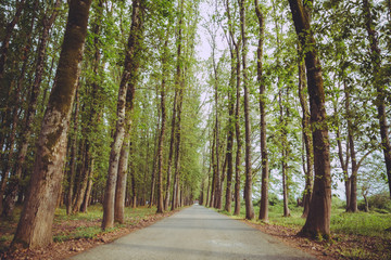The machine path in the forest . country side space empty car road path way . empty lonely asphalt car road between trees in forest outdoor nature environment in fresh weather time with green colors