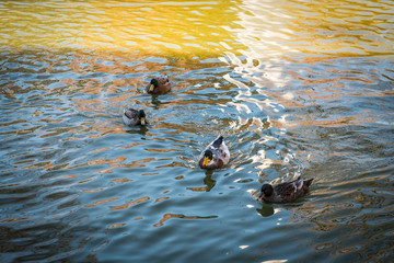 ducks on a pond on a park
