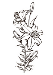 Lily flowers black and white