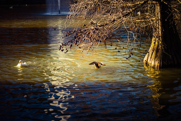 duck on a pond near a tree