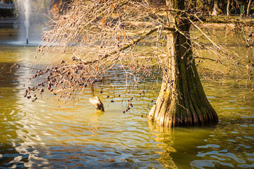 duck on a pond near a tree