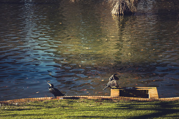 Black cormoran on a park