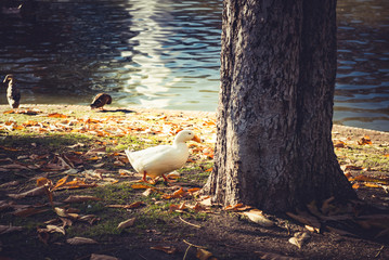 walking white duck near pond on the park