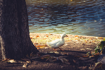 walking white duck near pond on the park