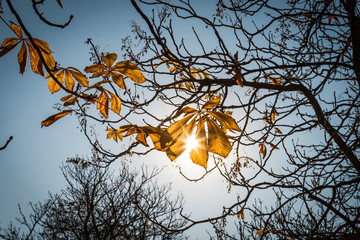 yellow autumn leaves