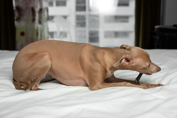 dog playing in bed