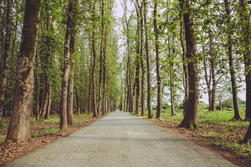 Fototapeta na wymiar The machine path in the forest . country side space empty car road path way . empty lonely asphalt car road between trees in forest outdoor nature environment in fresh weather time with green colors