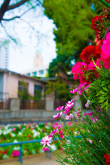 Tulips in Tokyo, Japan. Tokyo is one of the important cities in Japan for cultures and business markets.