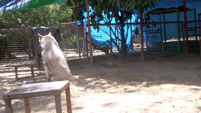 Disabled dog trying to move with jumps in an animal shelter.