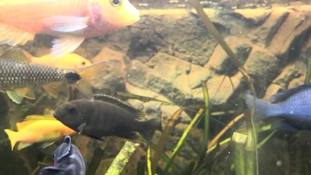 Afrikanischer Malawi Buntbarsch im Aquarium, Full HD Video Footage 