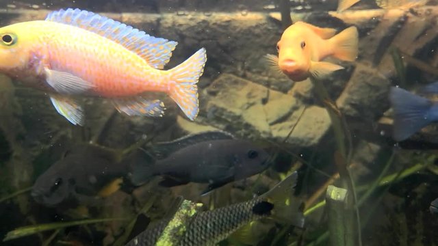 Afrikanischer Malawi Buntbarsch im Aquarium, Full HD Video Footage 