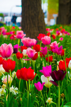 Tulips in Tokyo, Japan. Tokyo is one of the important cities in Japan for cultures and business markets.