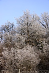 Hecken und Sträucher sind nach einer Frostnacht mit einer Eisschicht bedeckt