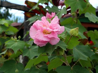 Indonesia, Sumatra island, lake Toba, Samosir island, Tuk-Tuk Peninsula