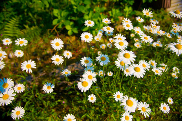 White flowers in Toyama, Japan. Toyama is one of the important cities in Japan for cultures and business markets.