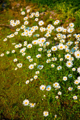 White flowers in Toyama, Japan. Toyama is one of the important cities in Japan for cultures and business markets.