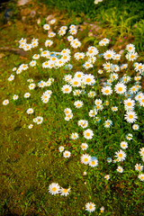 White flowers in Toyama, Japan. Toyama is one of the important cities in Japan for cultures and business markets.