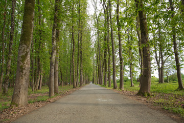 Fototapeta premium The machine path in the forest . country side space empty car road path way . empty lonely asphalt car road between trees in forest outdoor nature environment in fresh weather time with green colors