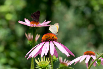 Maniola jurtina sitting on Echinacea purpurea flowering plant, eastern purple coneflower in bloom