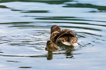 duck in the water