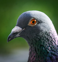 Taube Portrait