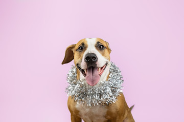 Cute beautiful dog in christmas tinsel around neck, pink background. Portrait of staffordshire...