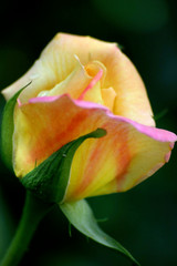 Yellow pink rose