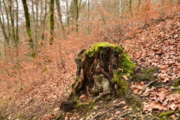 Wald Wandern Herbst Berge