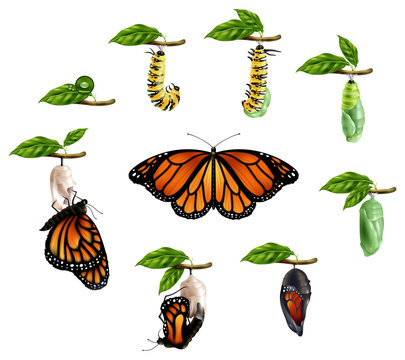 Life Cycle Of Butterfly Realistic Set