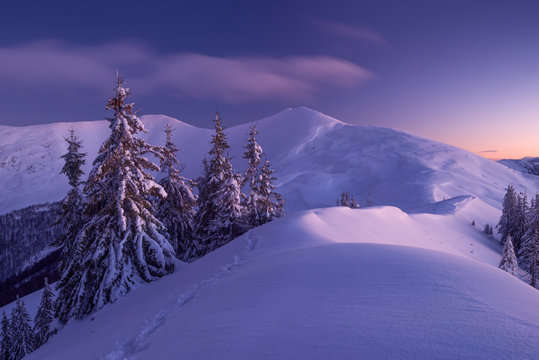 Snowy spruce-trees on background of winter mountains
