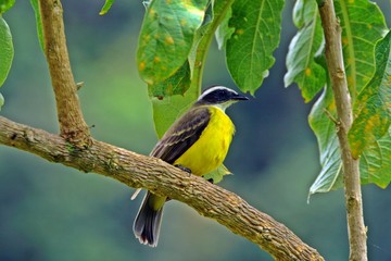 Pajaro amarillo