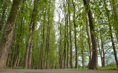 Fototapeta premium The machine path in the forest . country side space empty car road path way . empty lonely asphalt car road between trees in forest outdoor nature environment in fresh weather time with green colors