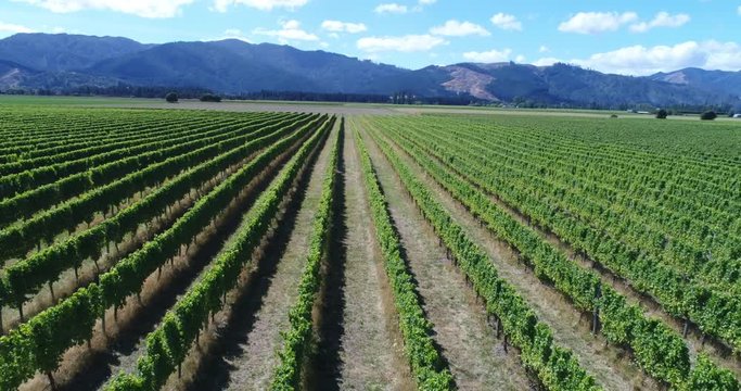 Vineyard on New Zealand Marlborough - grape vines for wine making of wine. Countryside farm fields showing viticulture. Aerial drone video.