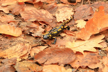 a black yellow spotted Europaean fire salamander (Salamandra)