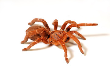 rote, afrikanische Vogelspinnenart (Pelinobius muticus) - King baboon spider