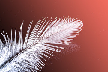 A feather with a drop of water macro close up in the natural color of the living coral - the color of the year 2019