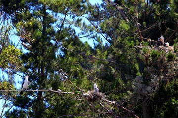 Big sea birds nesting on a pine trees in New Zealand