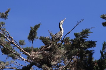 Sea bird nesting on a pine tree