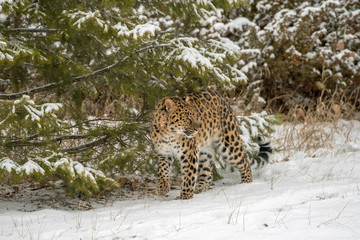 Amur Leopard Walking in front of the Evergreen Trees during a Snowfall